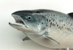pesce